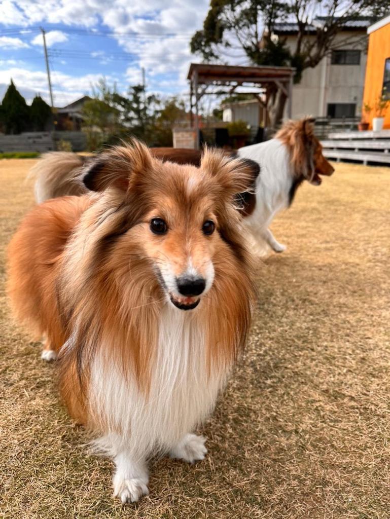 ワンちゃんと泊まれるコテージ　西野納屋 九十九里町 エクステリア 写真