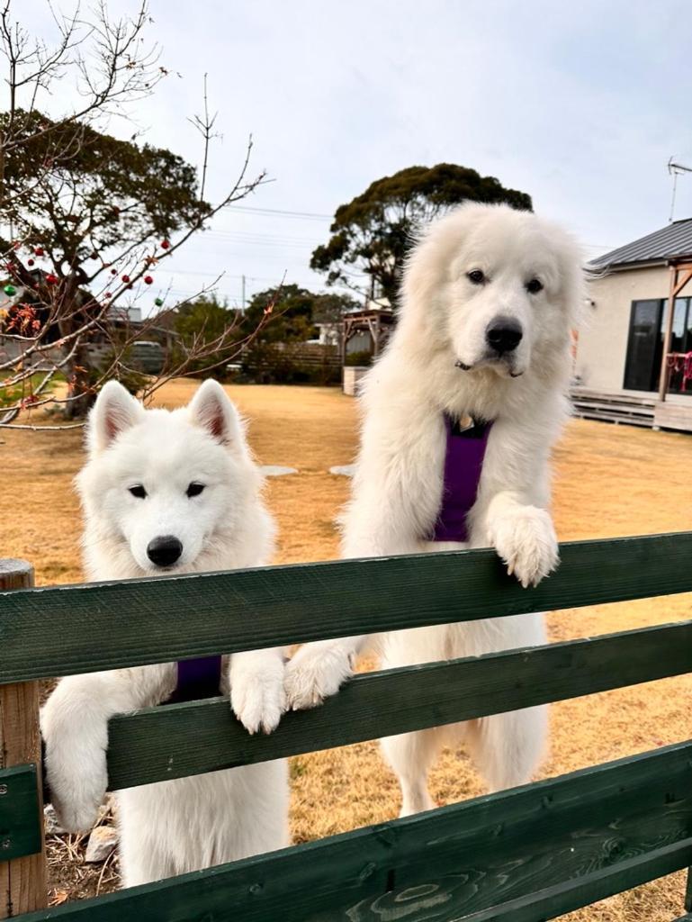 ワンちゃんと泊まれるコテージ　西野納屋 九十九里町 エクステリア 写真